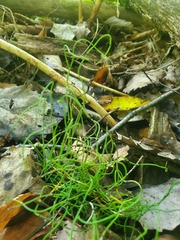 Equisetum scirpoides image
