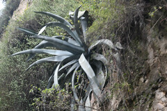 Agave cordillerensis