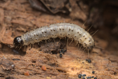Scolecocampa