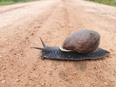 Megalobulimus