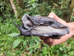 Megalobulimus