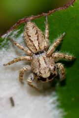 Cytaea