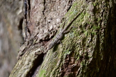 Anolis stratulus