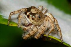 Cytaea