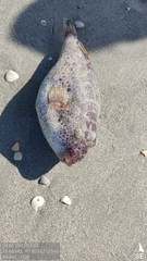 Sphoeroides testudineus