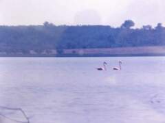 Phoenicopterus ruber