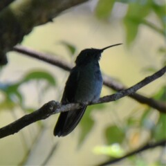 Colibri cyanotus