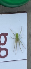 Araneus talipedatus