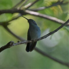 Colibri cyanotus