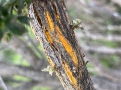 Puccinia evadens
