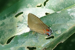 Calycopidina