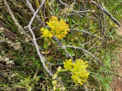 Kalanchoe densiflora