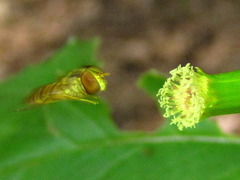 Episyrphus balteatus