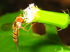 Episyrphus balteatus