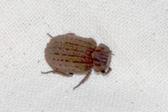 Trogidae