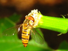 Episyrphus balteatus