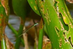 Agriocnemis exsudans