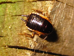 Blattella nipponica