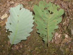 Quercus aliena