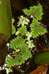 Azolla pinnata