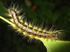 Phalera flavescens