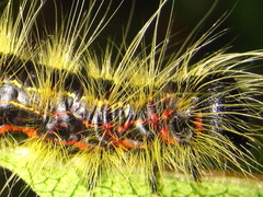 Phalera flavescens