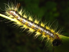 Phalera flavescens
