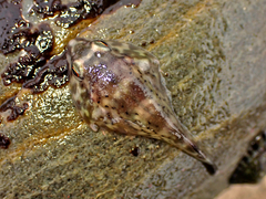 Diplocrepis puniceus