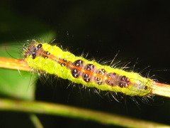 Acronicta adaucta