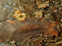 Leptoplanoidea