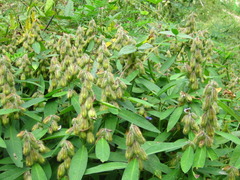 Crotalaria sessiliflora