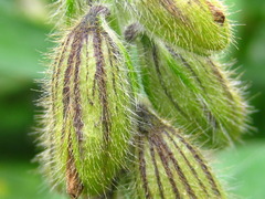 Crotalaria sessiliflora