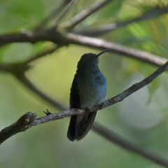 Colibri cyanotus