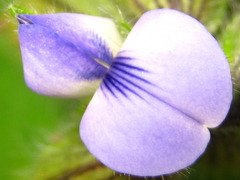 Crotalaria sessiliflora