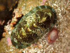 Sypharochiton sinclairi