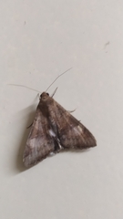 Melipotis fasciolaris