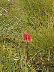 Blandfordia punicea