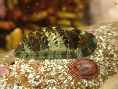 Sypharochiton sinclairi