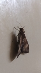 Melipotis fasciolaris