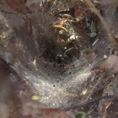 Aglaoctenus lagotis