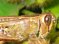 Shirakiacris shirakii