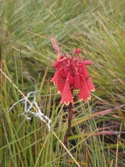 Blandfordia punicea