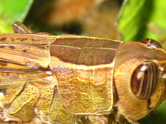 Shirakiacris shirakii