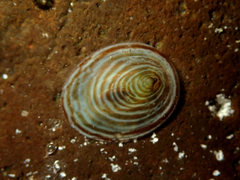 Atalacmea fragilis