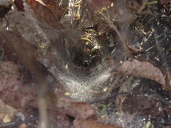 Aglaoctenus lagotis
