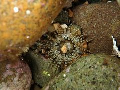 Anthopleura rosea