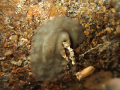 Notoplana
