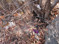 Aglaoctenus lagotis