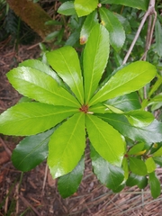 Anopterus glandulosus