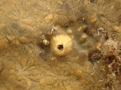 Timea aurantiaca